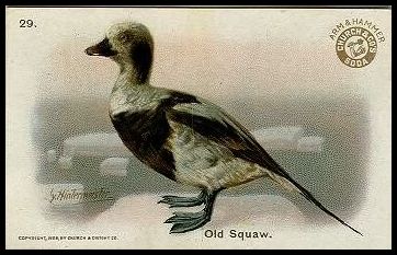 29 Old Squaw